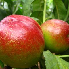 江苏油光锃亮大油桃出售