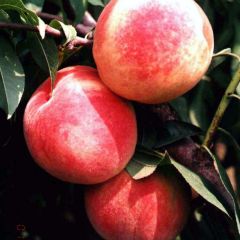 本人常年做水果代办，专代收红冠蜜桃