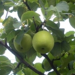 砀山梨冷库储存，常年有售！