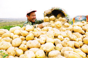 甘肃定西土豆价格0.45元每斤