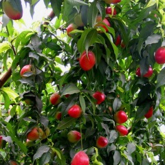 河北秦皇岛市昌黎县大棚油桃找客商