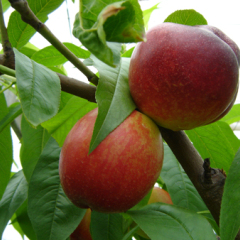 乐亭油桃大量上市时间为4-6月