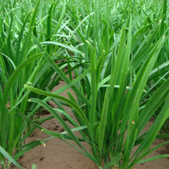 山东莘县优质韭菜