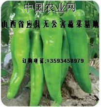 山西省应县产地蔬菜批发市场圆椒，尖椒