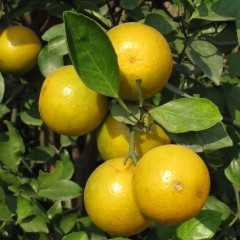 提供大量优质皇帝柑.砂糖桔