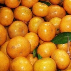 我场的正宗春甜桔目前是收获季节