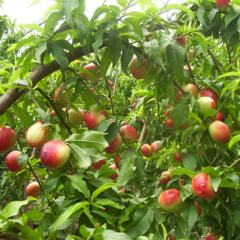 出售陕西大棚油桃陆地油桃