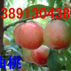 陕西水果基地金钱柿子，大棚油桃