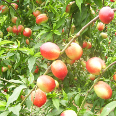 河北昌黎县大棚油桃3月中旬上市