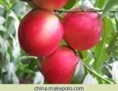 山东冠县出产的“大棚油桃”品种齐全