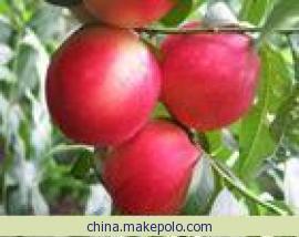 山东冠县出产的“大棚油桃”品种齐全