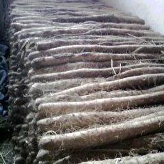 山西运城闻喜县优质日本白山药