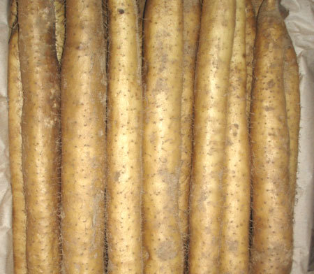 供应:湖北钟祥大量出售九斤黄山药