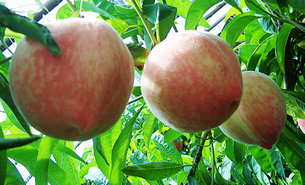 唐山乐亭春雪毛桃