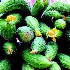 4月5日山东西济阳西红柿价格,寿光黄瓜价格