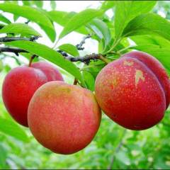 唐山小量油桃、毛桃已上市