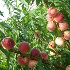 山东日照油桃基地