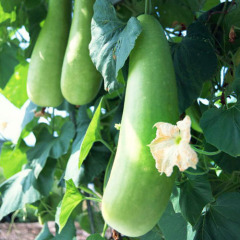 4月10日山东各地新鲜蔬菜价格行情