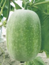 山东莘县每年五一前后大量供应优质冬瓜