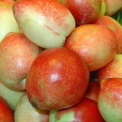 山东聊城四月大棚油桃上市