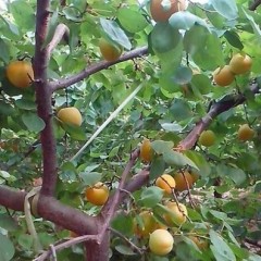 陕西凌楠瓜果基地供应大棚油桃