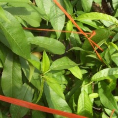 山东平度油桃5月开始供应，持续2个多月