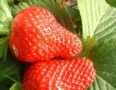 江苏徐州万亩草莓园，日收新鲜草莓10-20万斤