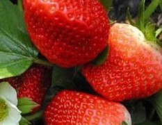 青岛草莓品种多，口味好，个头大