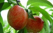 聊城五万多亩大棚反季节水果油桃上市