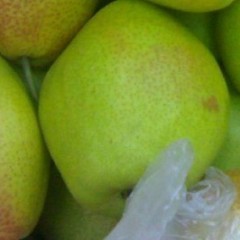 陕西大荔库存红香酥梨70以上价格1.0元