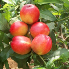 山东冠县大棚油桃日上市十多万斤