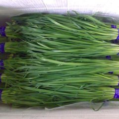 莘县大量温室韭菜，头刀、二刀都有