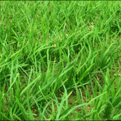 安徽大观皖河农场出售韭菜