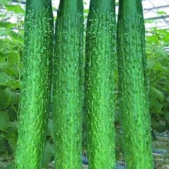 河南罗山县蔬菜种植专业合作社优质无公害黄瓜