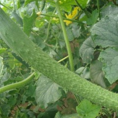 4月12日山东莘县/河南滑县黄瓜价格稳定