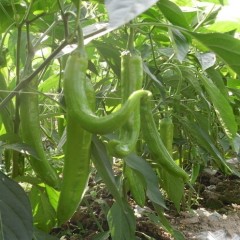 4月12日山东青州各类新鲜蔬菜价格行情