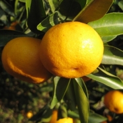 广东龙门县今年年桔滞销严重价格在1元每斤左右