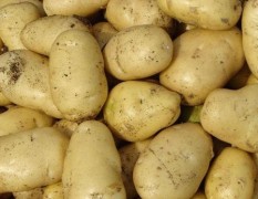 4月16日山东滕州荷兰土豆价格行情