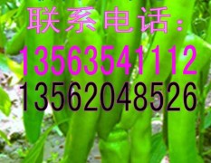 山东莘县新鲜蔬菜辣椒，尖椒