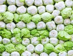黑龙江百万斤的窖储大白菜4毛5每斤