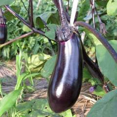 4月17日山东聊城黄瓜价格，潍坊茄子、甘蓝价格