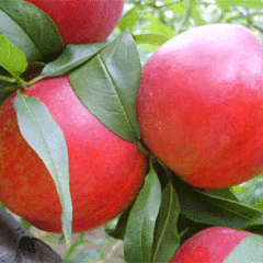 河北乐亭有大量毛桃、油桃成熟上市