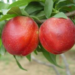 河北昌黎现在已是油桃成熟时，就等您来采购！