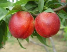 河北昌黎现在已是油桃成熟时，就等您来采购！