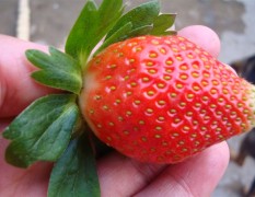 江苏汇丰专业的冬草莓代办处，7月初结束