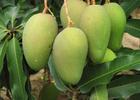 海南乐东芒果五一前后下果，质量中上等