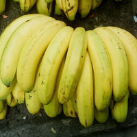 南宁香蕉代理代办，黑皮冬瓜、南瓜即将上市