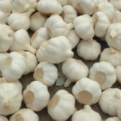 4月17日山东大蒜各个产区价格行情