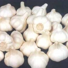 江苏射阳县蒜头价格5.5-6.0cm：1.60元/斤