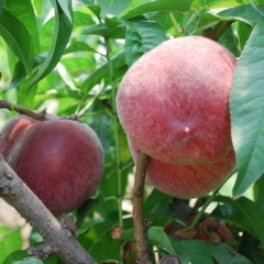 4月18日下午河北昌黎县油桃，毛桃价格行情